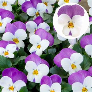 Bild von Viola P9 kleinbloemig Persian Wing